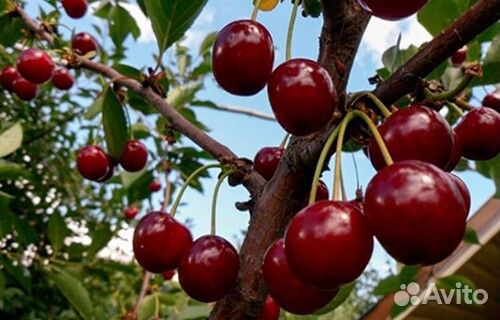 Саженцы вишни шпанка