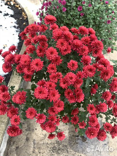 Хризантема мультифлора