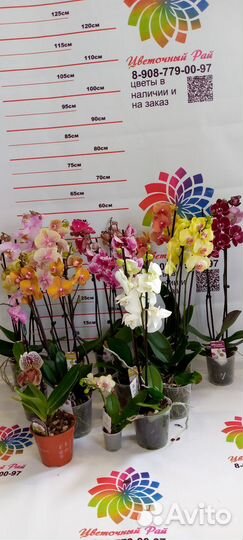 Пафиопедилум, фаленопсис