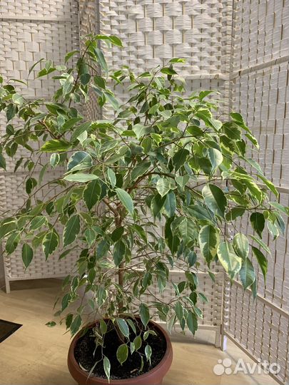 Фикус бенджамина большой