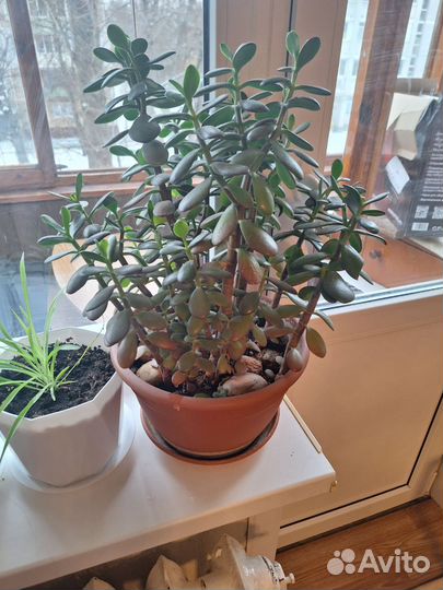 Денежное дерево (цветок 