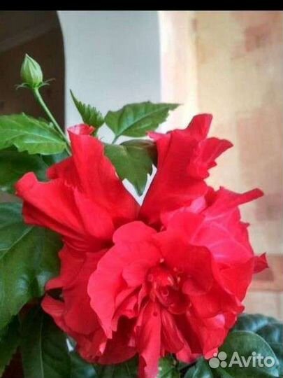 Гибискус. китайская роза