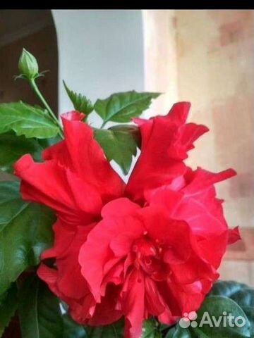 Гибискус. китайская роза