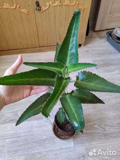 Каланхоэ лечебное