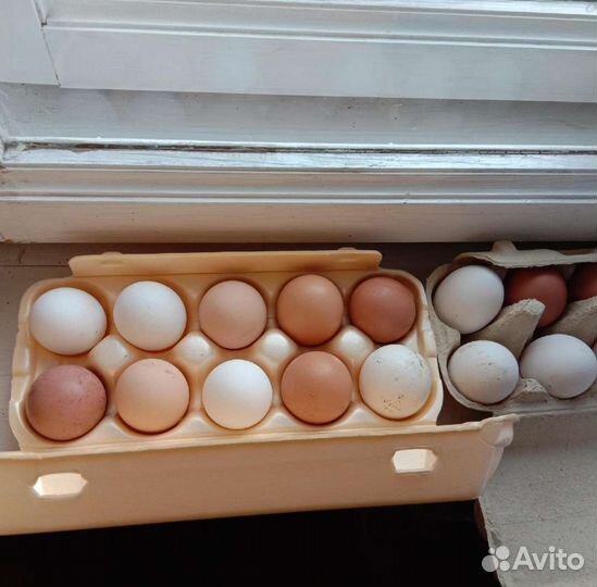 Домашние куриные яйца