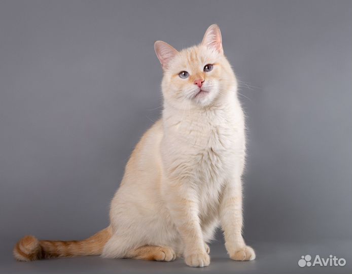 Восхитительный кот Силантий (тайский, ред пойнт)