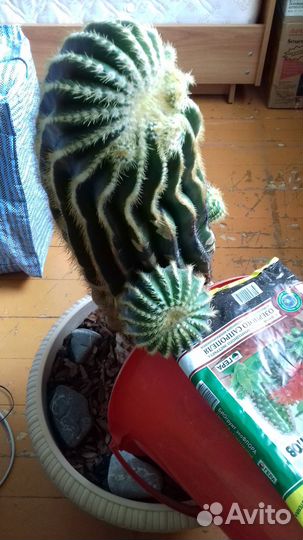 Кактус большой высокий