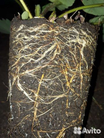 Лучшие сорта клубники оптом и в розницу