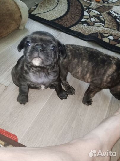 Французкий бульдог