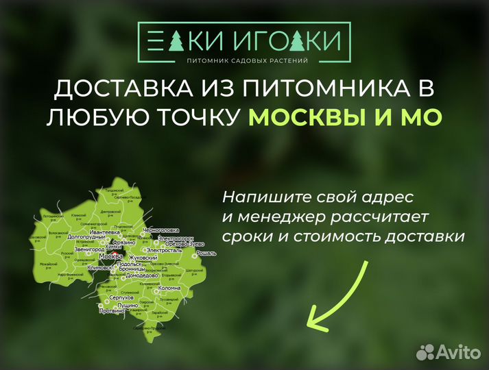 Крупномер Сосна обыкновенная 9 м