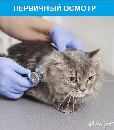 Врач-ветеринар. Круглосуточный выезд на дом