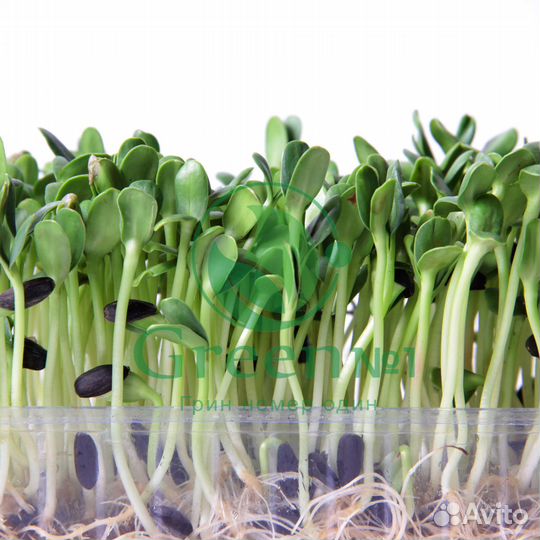 Семена для микрозелени