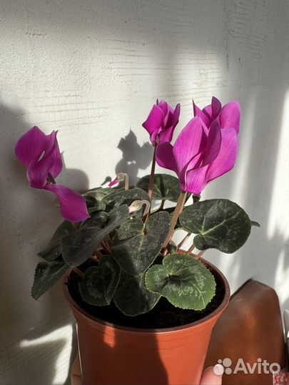 Цикламен