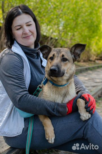 Молодая собака-компаньон Терра в добрые руки