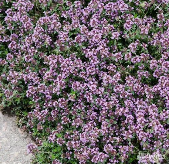 Молодила и тимьян