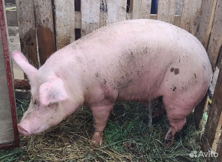 Хряк на племя