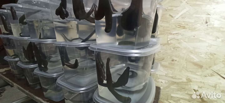 Пиявки (наживка для рыбалки)