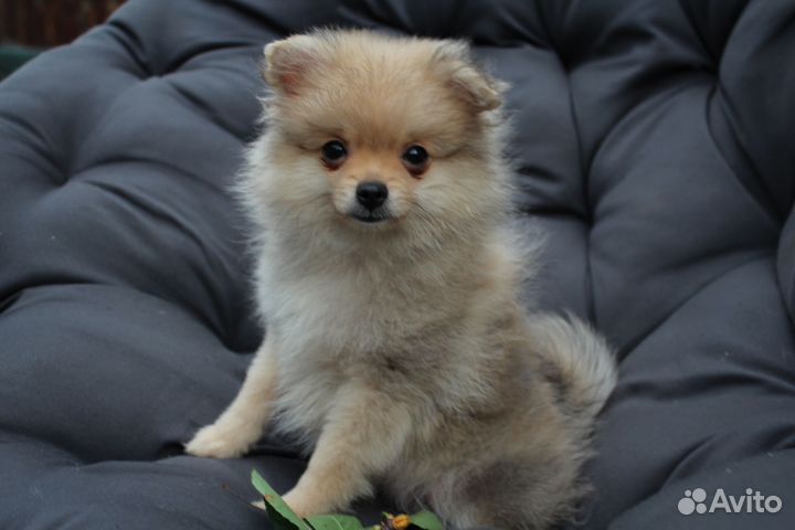 Шпице-девочка