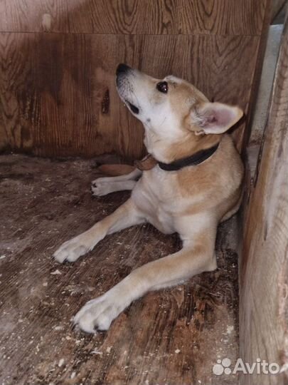 Это Лис- красивый, добродушный и спокойный парень