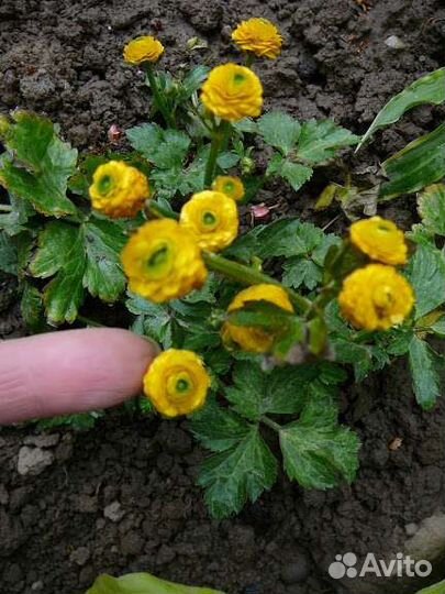 Цветы для сада