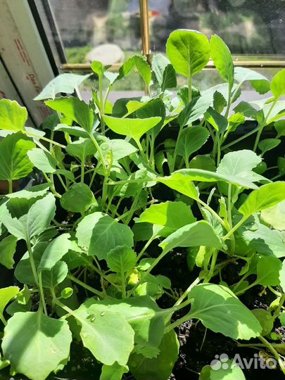 Рассада капусты