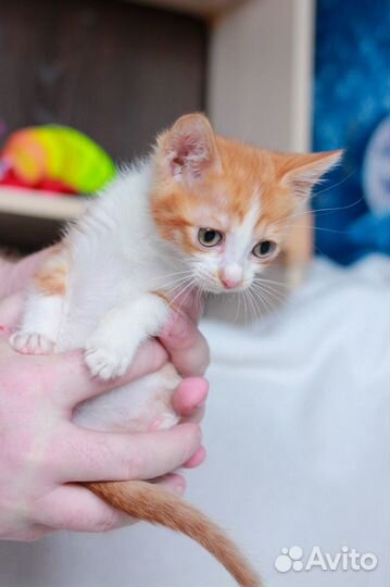 Котенок в добрые руки