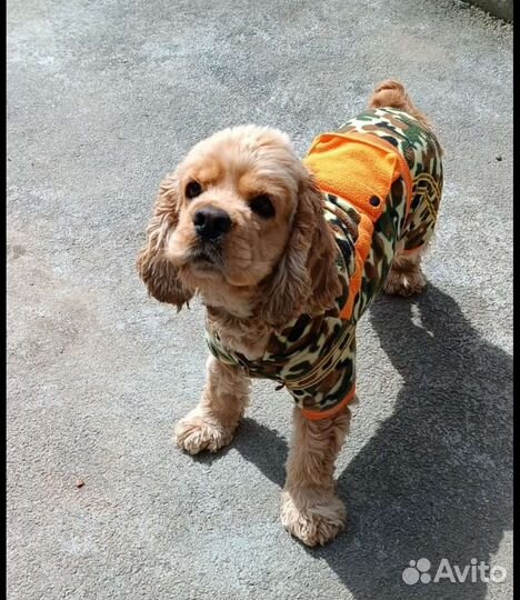 Американский кокер вязка