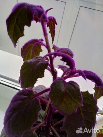 Гинура. Колеусы