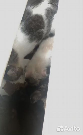 Кошка с детьми ищет семью