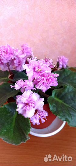 Фиалка сортовая