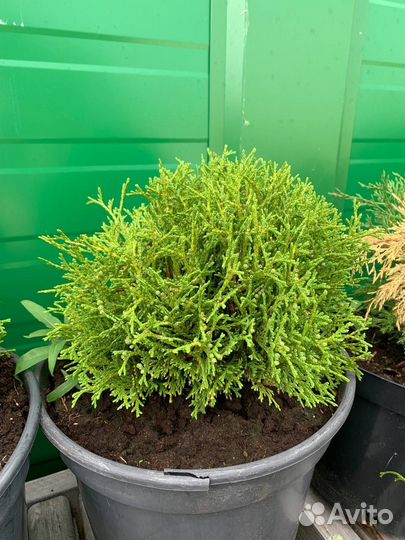 Саженцы хвойных: Туи, Ели, Можжевельник