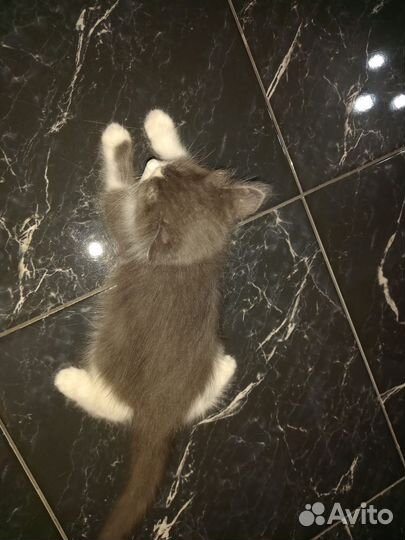 Котенок