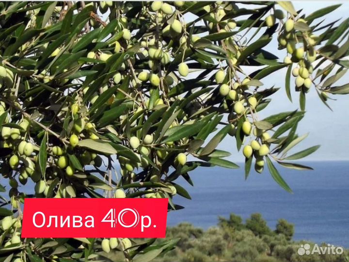 Черенки для проращивания Инжир Олива Камелия и др