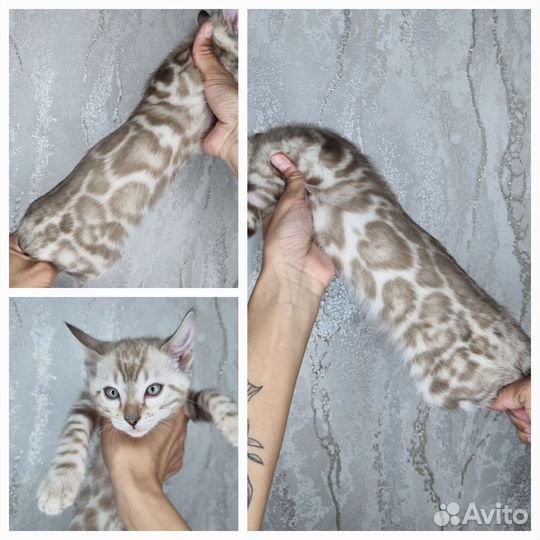 Бенгальская Девочка Минк большие розетки