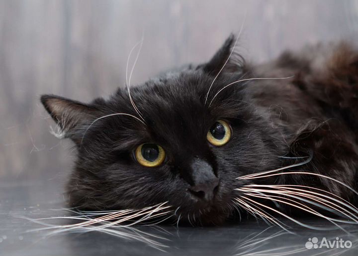 Трехлапка с непростой судьбой