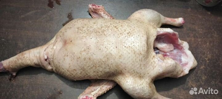 Утка домашняя мясо