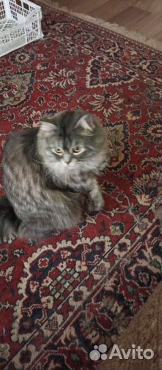 Кошка в дар