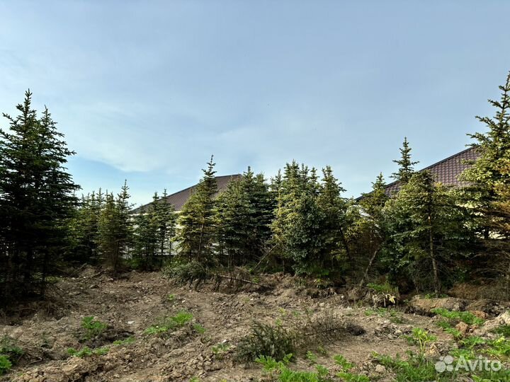 Сосна, ель, ель голубая