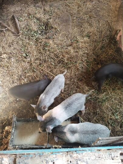 Вьетнамск вислобрюхий поросенок