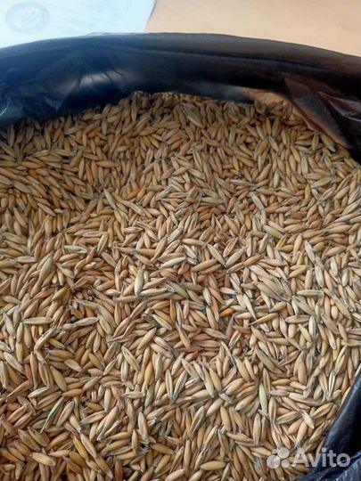 Пшеница,Ячмень,Кукуруза,Овес,Подсолнечник