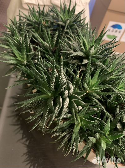 Суккуленты