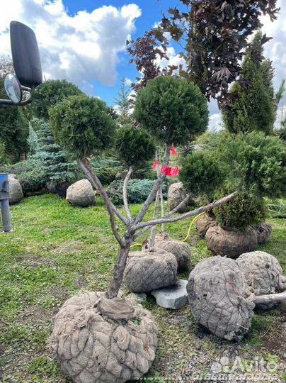 Можжевельник формированный