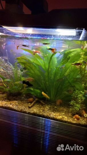 Аквариумные растения