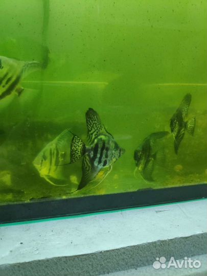 Скалярия оптом аквариумные рыбки