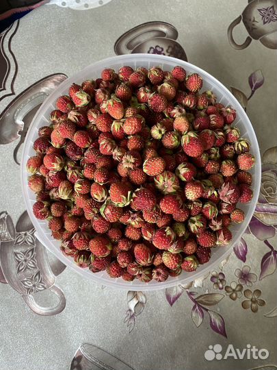 Чеснок чувашский