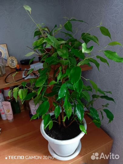 Фикус бенджамина