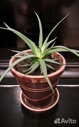 Комнатные домашние растения несколько видов