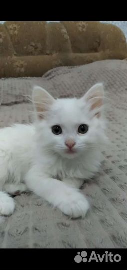 Котенок, красивая девочка 2 мес в добрые руки