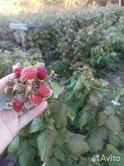 Продаю свое