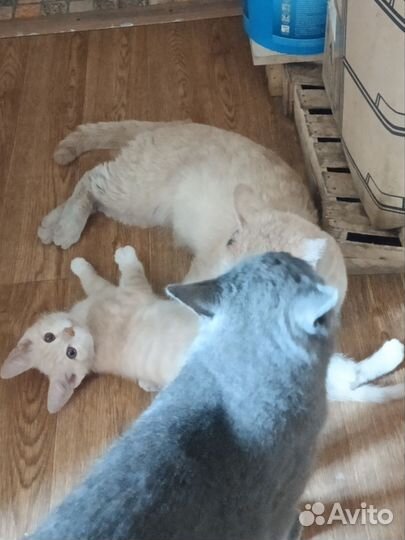Котята